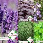 MOR FESLEĞEN-YEŞİL FESLEĞEN-TOP FESLEĞEN-BİBERİYE-LAVANTA TOHUMU 5'Lİ TOHUM SETİ