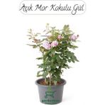 Mor Gül Fidanı Saksıda 1 Adet 30-50 cm (Rose)