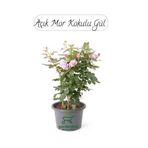 Mor Gül Fidanı Saksıda 1 Adet 30-50Cm (Rose)
