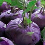 Mor Kohlrabi(Alabaş) Tohumu (20 Tohum)