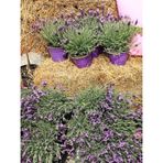 Mor Lavanta 20 60 Cm 5 Adet Saksılı/ Tüplü Çiçekli Iç/ Dış Mekan Bitkisi Lavandula