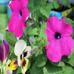 Mor Petunya (petunia) Çiçeği Tohumu -100 Adet