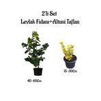 Mor Renk Mis Kokulu Leylak Ağacı Fidanı+Altuni Taflan Saksılı Bahçe Bitkileri, BTS0001NA1303