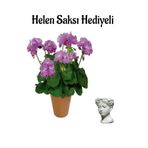 Mor Renk Sardunya Çiçeği Sevgililer Gününe Özel Helen Saksı Hediyeli, BTS001NA2480