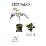 Mor Salkım Ağacı Fidanı Sarmaşık 1 Adet Saksılı 30-60Cm +Yeşim Para Çiçeği