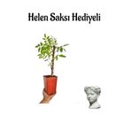Mor Salkım Çiçeği Fidanı Sevgililer Gününe Özel Helen Saksı Hediyeli, SRD30012025BYB820