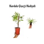 Mor Salkım Çiçeği Fidanı Sevgililer Gününe Özel Kurdele Çiçeği Hediyeli