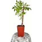Mor Salkım Çiçeği Sarmaşık ( Wisteria Sinensis) 40-50 Cm Bitki Toprağı Torf
