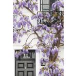 MOR SALKIM FİDANI 2 ADET 80-100 CM SARILICI BİTKİ
