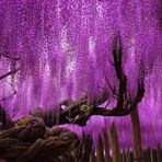 MOR SALKIM FİDANI 2 ADET - Wisteria Sinensis