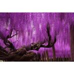 MOR SALKIM FİDANI 3 ADET - Wisteria Sinensis