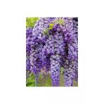 Mor Salkım Fidanı 30-60 Cm