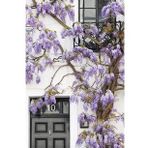MOR SALKIM FİDANI 5 ADET 80-100 CM SARILICI BİTKİ