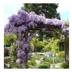 MOR SALKIM FİDANI 5 ADET - Wisteria Sinensis
