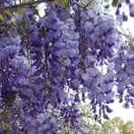 Mor Salkım Fidanı Wisteria Sinensis Prolific