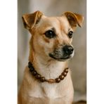 mor salkım home Köpek kolye tasması 40 cm (20 cm çap)