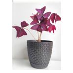 Mor Süs Yoncası Çiçeği 20-30Cm 1 ADET Canlı Çiçel Oxalis triangularis