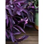 Mor Telgraf Çiçeği 1 Adet Saksılı/tüplü 10-20CM Iç Mekan Bitkisi (Tradescantia Pallida)