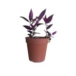 Mor Telgraf Çiçeği-Tradescantia Küçük Boy