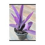 Mor Telgraf Kara Sevda Çiçeği Tradescantia 10-20 Cm