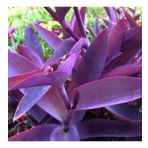 Mor Telgraf Karasevda Çiçeği 10-20 Cm Tradescantia