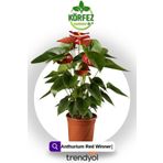 MorDekor Anthurium Andraeanum Red - Kırmızı Antoryum Flamingo Çiçeği Iç Mekan Salon Bitkisi