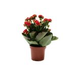 MorDekor Kalanchoe Çiçeği Kalanşo Çiçeği Bitki Ev Ofis Bitkisi 20 - 25 cm