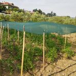 Morilu Sera Gölgelik File -%40'lık Gölgeleme - Kenarları Düz - Bahçe ve Kümes Çevirme Filesi - 3 M x 8 M