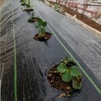 Morilu Sera Taban Örtüsü - Siyah Renk Jüt Taban - 90 gram/m2 - Yabani Ot Engelleme Örtüsü - 1,5 M x 24 M