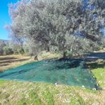 Morilu Zeytin Toplama Filesi -%75'lik Yeşil File - Zeytin Sergenliği - Ceviz ve Dut Toplama Filesi - 6 M x 8 M