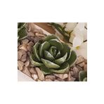 morlalem m 5,7cm Agavoides Echeveria Sukulent Çiçek Silikon Kalıp K-1313, Kokulu Taş Sabun Alçı Mum Kalıbı