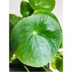 Morlalem PET Bardakta, Pilea Peperomioides, Çin Para Ağacı, Para Çiçeği Fidanı