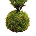 Moss Ball Ekici, Yeşil Moss Ball Pot | Yaratıcı Çiçek Tutucu,Moss örgü bahçe dekoru, bahçe masası dekorasyonu için yeşil bitki tutucu