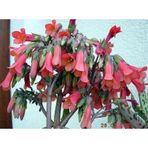 Mother Of Millions Aşkın Gözyaşı Çiçeği Fidanı 10-20 Cm