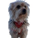 Mr. Lucky Köpek Fuları , Kedi Fuları,bandana , Orta Irk Fuları