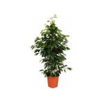 MS Çiçekçilik Benjamin Ficus Benjamina 120 cm Yerli Ev Bitkisi Ofis Bitkisi