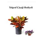 Muhteşem Günümlü Kraton Çiçeği Bitkisi Sevgililer Gününe Özel Telgraf Hediyeli, SRD30012025BYB315