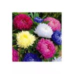 Muka Botanik Aster Papatyası (Ponpon Papatya) Tohumu 10 12 Adet