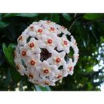 Mum Çiçeği Fidanı Saksılı 10-20 cm