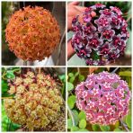 Mum Çiçeği Fidanı Turuncu 10-20 Cm