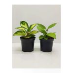 Mum Çiçeği Fidesi 2 Adet, 1Adet Hoya Carnosa, 1Adet Hoya Carnosa Tricolor