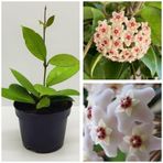 Mum Çiçeği Fidesi Hoya Carnosa Mis Kokulu Beyaz 9cm Saksıda Mum Hoya Çiçeği