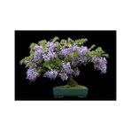 Murat Tohum Bodur Bonsai Jakaranda Ağacı Tohumu 5 Adet Tohum
