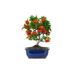 Murat Tohum Bodur Bonsai Kızılcık Ağacı Tohumu 3 Adet Tohum