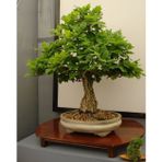 Murat Tohum Bodur Bonsai Meşe Ağacı Tohumu 3 Adet Tohum