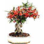 Murat Tohumculuk Bodur Bonsai Kahve Ağacı Tohumu 5 Tohum Ekim Seti + Saksı + Toprak