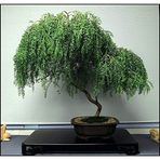 Murat Tohumculuk Bodur Bonsai Kıbrıs Akasya Ağacı Tohumu Ekim Seti 5 Adet Tohum Süpriz Bonsai Ağacı Tohumutoprak Saksı