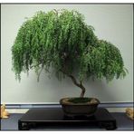 Murat Tohumculuk Bodur Bonsai Kıbrıs Akasya Ağacı Tohumu Ekim Seti 5 Adet Tohum + Toprak + Saksı