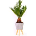 Murat Tohumculuk Bodur Bonsai Palmiye Ağacı Tohum Ekim Seti 3 Adet Tohum + Saksı + Toprak