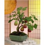 Murat Tohumculuk Bodur Bonsai Siyah Incir Ağacı Tohumu 5 Adet Tohum Ekim Seti + Saksı + Toprak